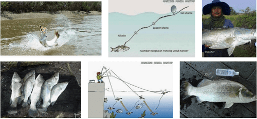 Cara Mancing Kakap Putih di Waktu Siang, Simak 5 Tips Berikut