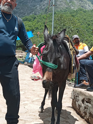 Finally at Ghangaria with my mule.