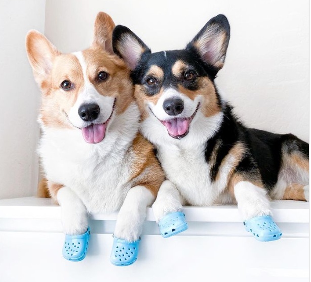 6 Reasons Why Dog Shoe That Looks Like Croc Is Breaking The Internet Right  Now