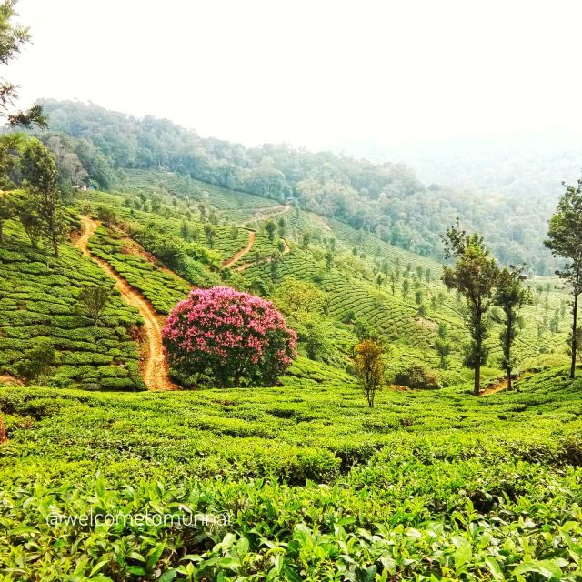 How to plan a trip to Munnar