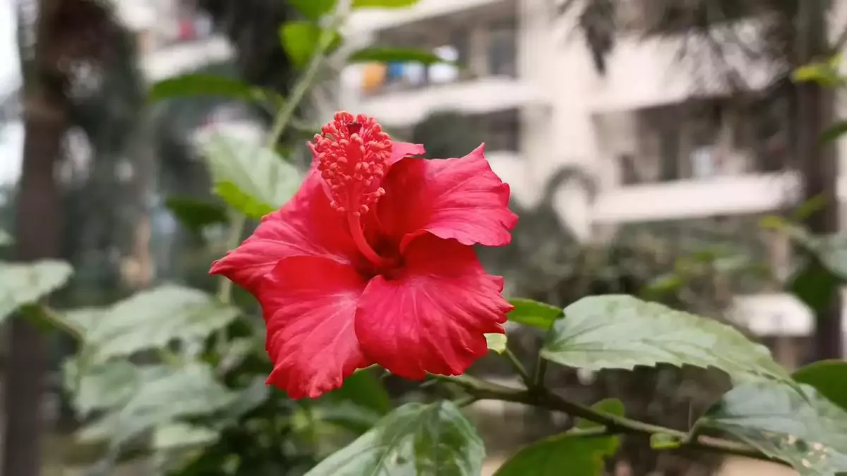 Xiaomi 11i 5G CAMERA