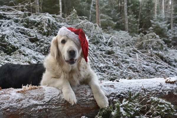 GOLDEN RETRIEVER