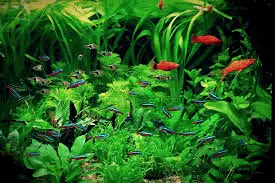 plante pour Combattant aquarium kubus
