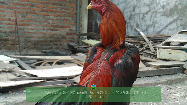 Cara Beternak Ayam Bangkok Petarung Super Unggulan