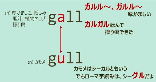 gall, gull, スペルが似ている英単語