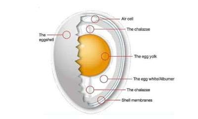 How eggs boost your immunity