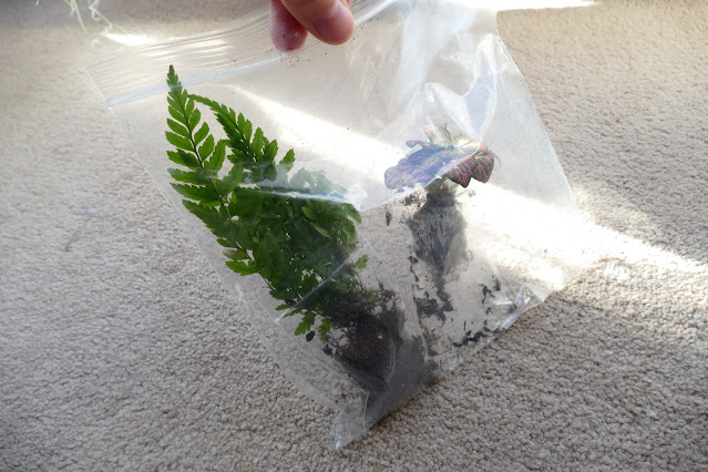 ConcreteLabCo review, DIY terrarium kit ukConcreteLabCo review, DIY terrarium kit uk