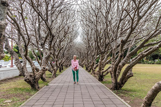 Avenue of Plumeria trees, Nan