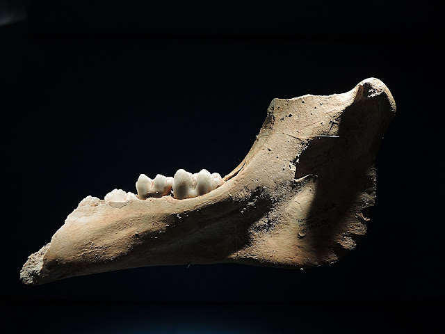 Trier: het Rheinisches Landesmuseum en de paleistuin