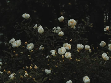 White petaled flowers