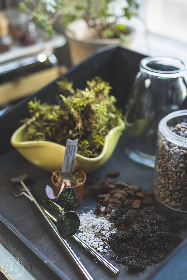 Oravanpesä terraario maaorkidea jewel orchid Anoectochilus formosanus