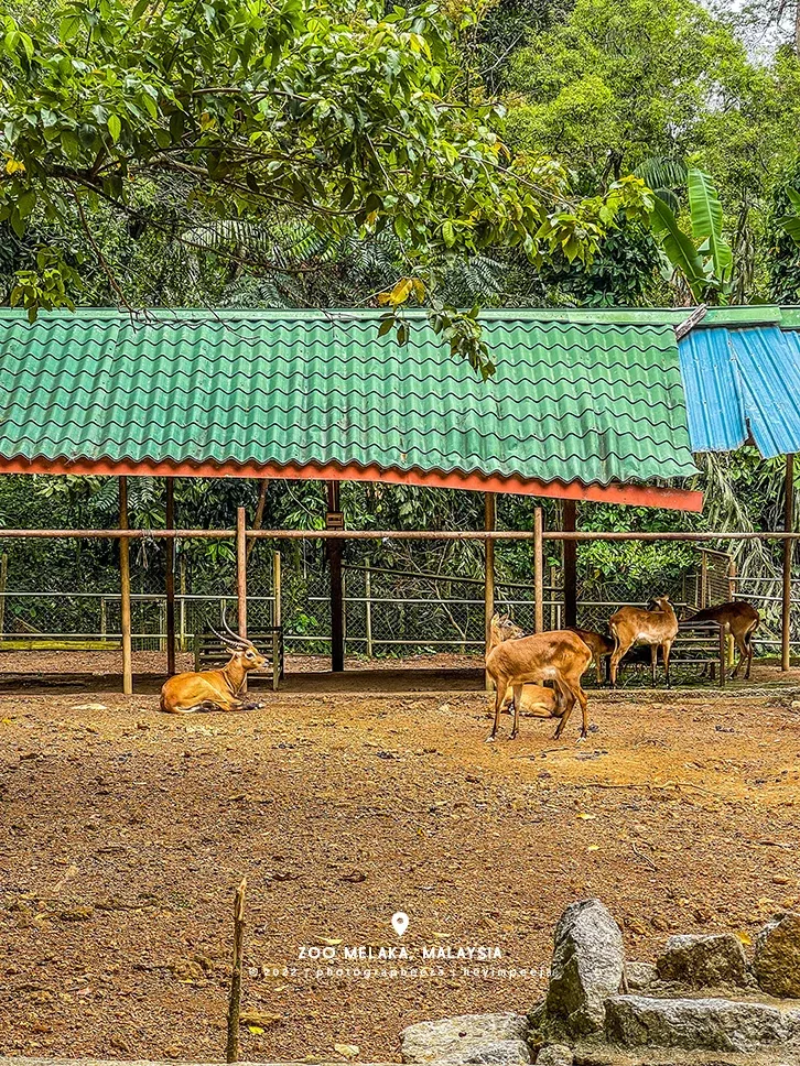 Rusa Zoo Melaka