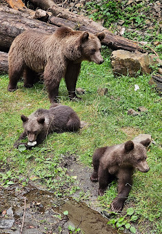 Rumunští medvědi