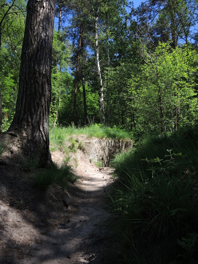 Kapellen: bunkers en loopgraven in het Mastenbos