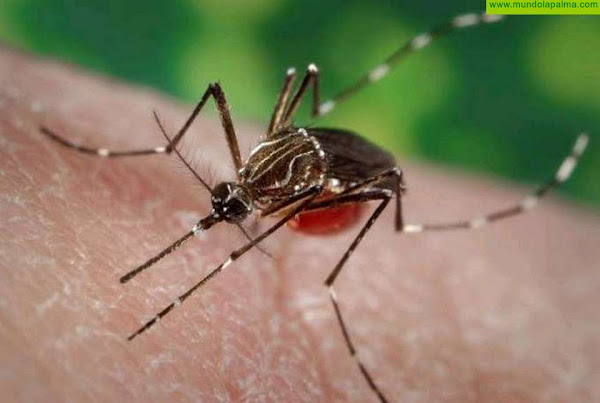 Sanidad expone a las autoridades de La Palma el protocolo tras la detección de dos larvas de mosquito Aedes Aegypti