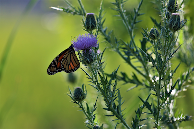 Biblical Meaning of Butterflies in Dreams