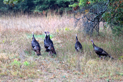 autumn flock of tom turkeys