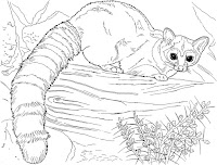 Cute and sweet raccon coloring page