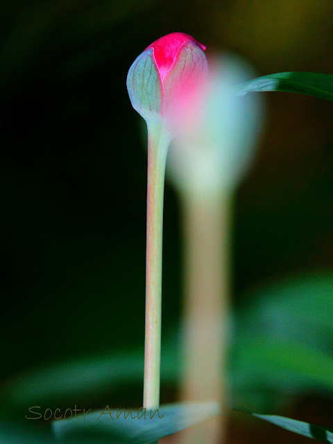 Paeonia obovata