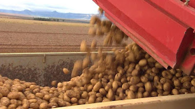 Fortes chuvas afetam lavouras de hortaliças, cenouras e batatas na região da Chapada Diamantina