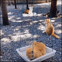 Amazing Cat GIF • Swing time! 4 funny cats having fun. Beyond cute...some trick though.