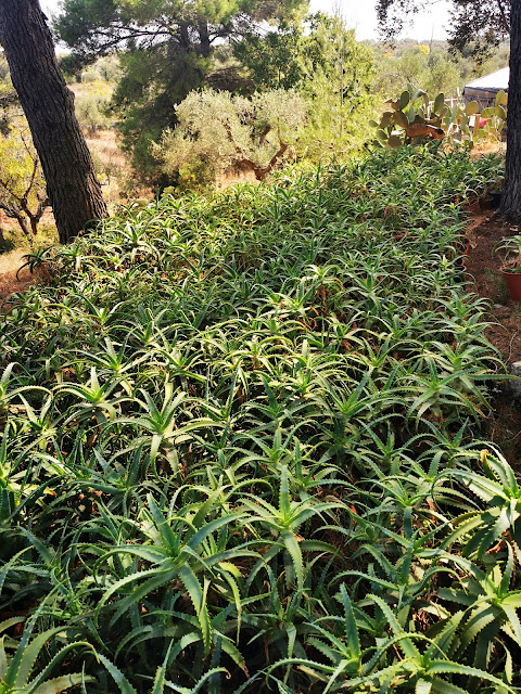 Piantagione di Aloe Vera a Marchese Houses