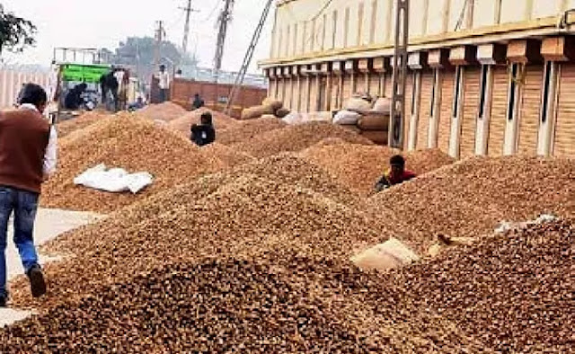 live commodity market news due to Dev Diwali and rains peanut income down in Gujarat groundnut market price gone up