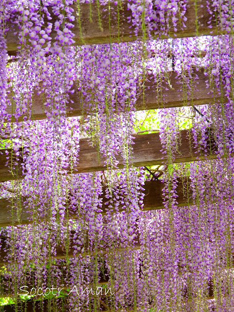 Wisteria floribunda