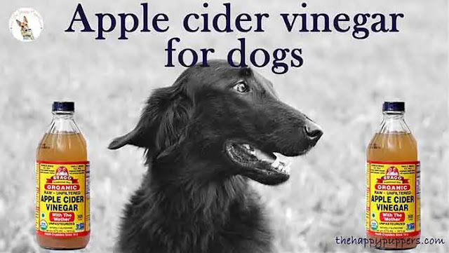 Apple cider vinegar for dogs
