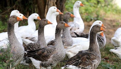 9 Best Geese Breeds For Meat & Eggs Production