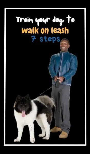 Train your dog to walk on leash