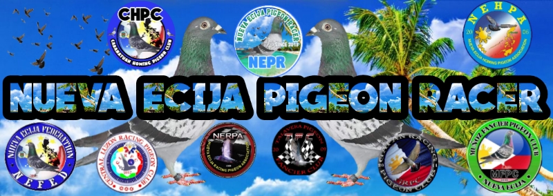 NUEVA ECIJA PIGEON RACER