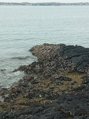 Clams on the rocks of Rangitoto Island.