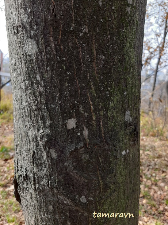 Мелкоплодник ольхолистный / Рябина ольхолистная (Micromeles alnifolia, =Sorbus alnifolia)