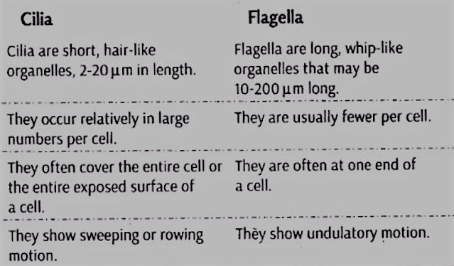 Differences between Cilia and. jrgella