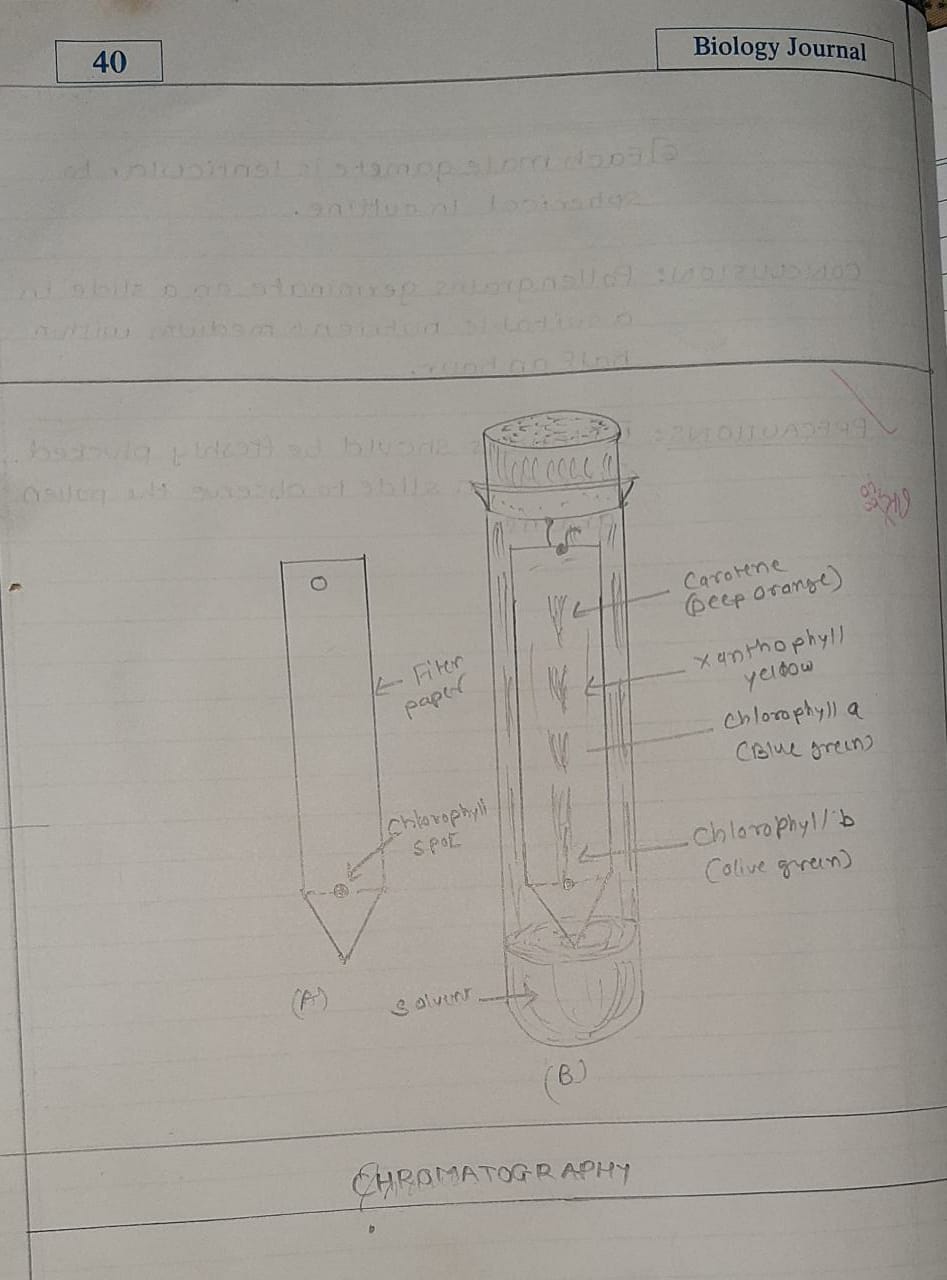 Maharashtra SSC Board 12 Class practical of Biology Journal solutions