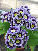 auricula 'Thea' ушковая примула бордюрные аурикулы