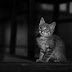 3 Pertanda Dari Allah Ketika Tiba-tiba Didekati Kucing Menurut Islam