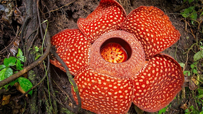 5 Bunga di Indonesia dengan Populasi yang Terancam Punah