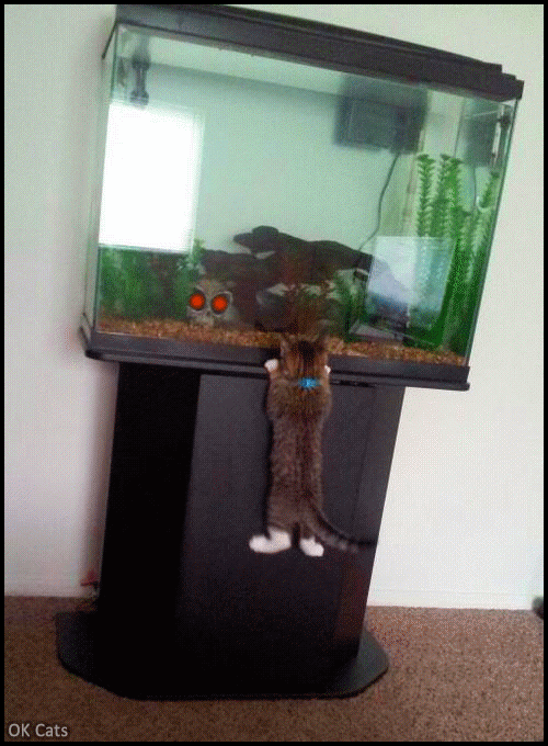 Art Cat GIF with caption • HALP! Curious kitten scared of a skull in the fish tank [ok-cats-gifs.com]