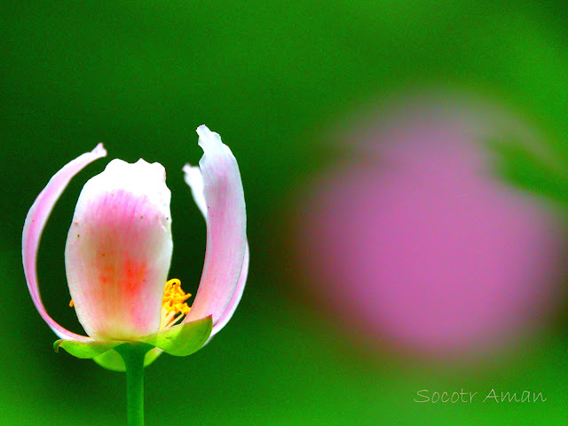 Paeonia obovata