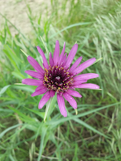 Tragopogon pornifolius