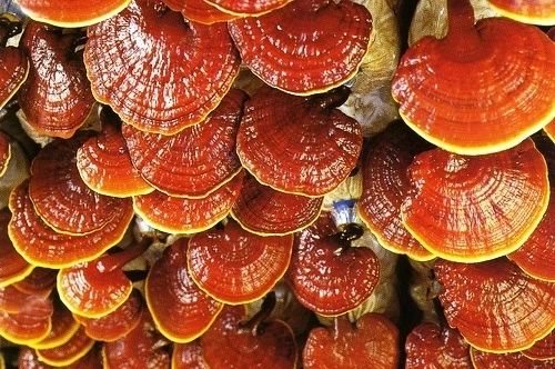 Reishi mushroom cultivation training | Mushroom farming training | Biobritte mushrooms 