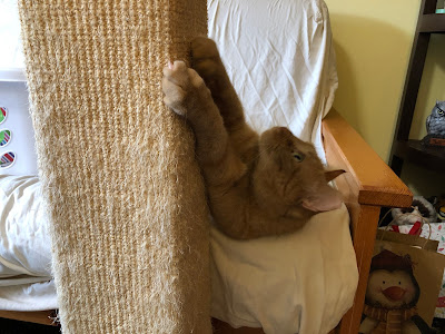 cat on futon next to scratching post