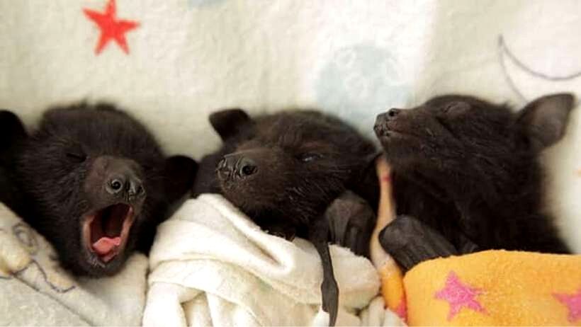 Estudo revela que bebês morcegos balbuciam como bebês humanos