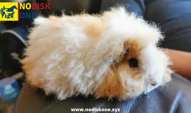 Raising Texel Guinea Pigs: A Care Guide