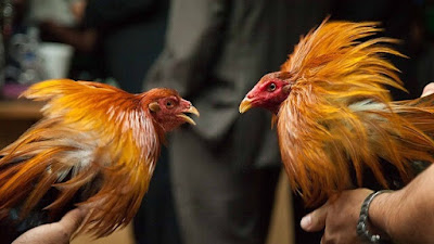 Daftar Sv388 Aplikasi Game Sabung Ayam Online Terpercaya
