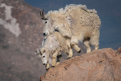 Mountain Goats, Mount Evans