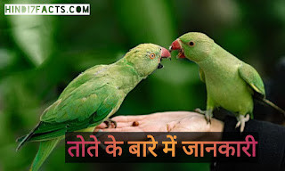 Parrot Bird In Hindi