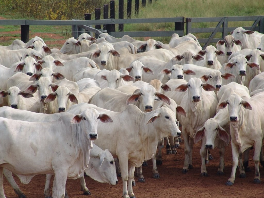 BOI: Retomada de envios à China anima setor pecuário nacional